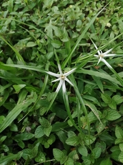 Rhynchospora nervosa