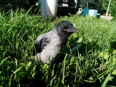 Corvus cornix