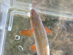 Lythrurus fasciolaris