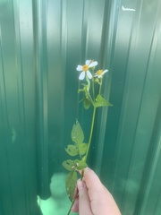 Bidens alba