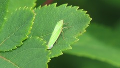 Draeculacephala angulifera