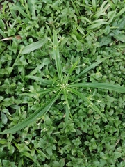 Cyperus laxus