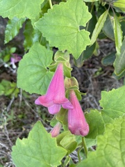 Lophospermum erubescens