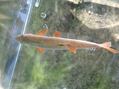 Lythrurus fasciolaris