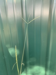 Cynodon dactylon