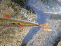 Lythrurus fasciolaris