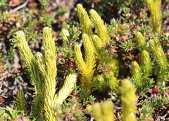 Huperzia appressa