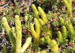 Huperzia appressa