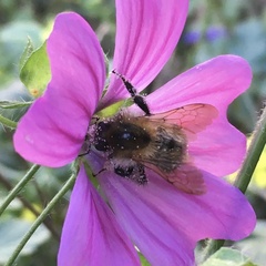 Bombus pascuorum