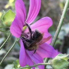Bombus pascuorum