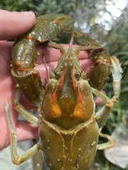 Barbicambarus cornutus