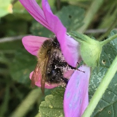 Bombus pascuorum