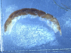 Cyathura