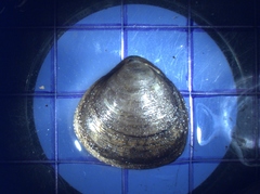 Polymesoda caroliniana