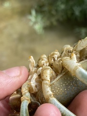 Barbicambarus cornutus