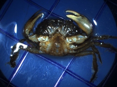 Rhithropanopeus harrisii