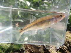 Lythrurus fasciolaris