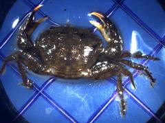 Rhithropanopeus harrisii