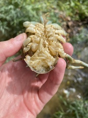 Barbicambarus cornutus