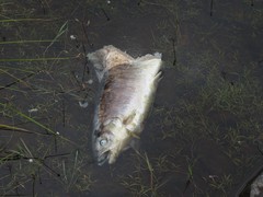 Salmo salar