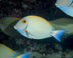 Acanthurus dussumieri