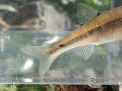 Lythrurus fasciolaris