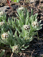 Antennaria lanata