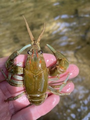 Barbicambarus cornutus