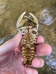 Barbicambarus cornutus