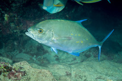 Ferdauia orthogrammus