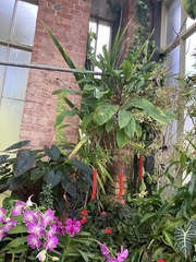 Anthurium gracile