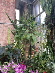 Anthurium gracile