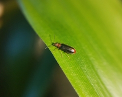Hylodanacaea haemorrhoidalis