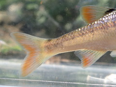 Lythrurus fasciolaris