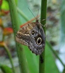 Caligo telamonius menus