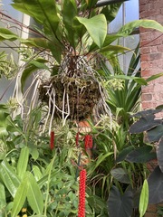 Anthurium gracile