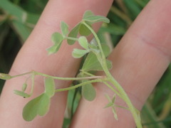 Oxalis thompsoniae