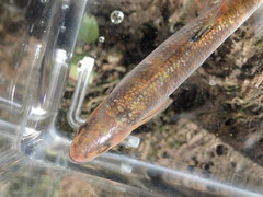 Lythrurus fasciolaris