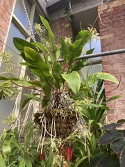 Anthurium gracile
