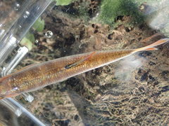 Lythrurus fasciolaris