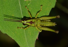 Ommatolampis quadrimaculata