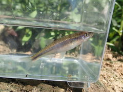 Lythrurus fasciolaris