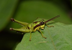 Ommatolampis quadrimaculata