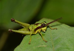 Ommatolampis quadrimaculata