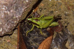 Ommatolampis quadrimaculata