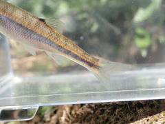 Lythrurus fasciolaris