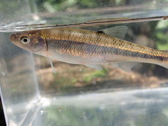 Lythrurus fasciolaris