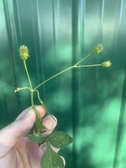 Bidens alba