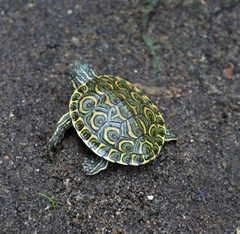 Trachemys grayi