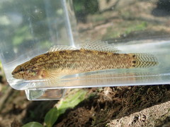 Etheostoma squamiceps